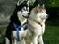 Siberian husky Chinook - Sommer 2007