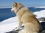Siberian husky Chinook - Vinter 2004