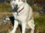 Siberian husky Chinook - Sommer 2006