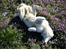Siberian husky Chinook - Blomsterparfume a la naturel