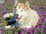 Siberian husky Chinook - Hårdt at være SÅ qute