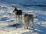 Siberian husky Chinook - Vinter 2005