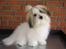 Coton de tulear balou