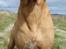 Blanding af racer cosmo R.I.P.