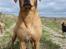 Blanding af racer cosmo R.I.P.