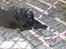 Labrador retriever Sammi R.I.P  - Hulehop ringe er altså sjove at bide i xD <3