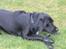Labrador retriever Sammi R.I.P  - Jeg er nogfet af et lege barn :) <3 Jeg elsker at bid ei min snor :)