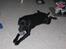 Labrador retriever Sammi R.I.P  - Den, er bamse er sjov at lege med xD <3