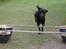 Labrador retriever Sammi R.I.P  - Skal hoppe over en oxer xD