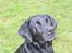 Labrador retriever Sammi R.I.P  - Er mit hovede ikke bedårende <3
