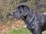 Labrador retriever Sammi R.I.P  - Smukke mig i efteråret <3