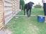 Labrador retriever Sammi R.I.P  - Se hvor jeg kan hoppe :) <3
