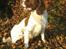 Engelsk springer spaniel Oscar  31.01.1999 - 08.02.2013 - På tur i det skønne efterårsvejr 23. oktober 2008