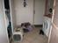 Cavalier king charles spaniel Donna