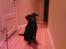 Labrador retriever Bella R.I.P :(