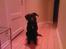 Labrador retriever Bella R.I.P :(