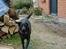 Labrador retriever lucky R.I.P )= - er hun ikk bare sød???????????????????????????????????????