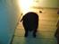 Labrador retriever lucky R.I.P )= - er hun ikk dyktig ??????????????????????????????????????????