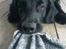Flat coated retriever Charlie
