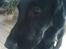 Flat coated retriever Charlie