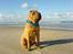 Shar pei Mango - En smuk strandløve på 1 år.