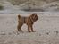 Shar pei Mango - På stranden for første gang. Åd alt det sand han kunne komme af sted med ... he he ...