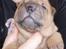 Shar pei Mango - En lille kær Mango på 2 uger. Det var første gang vi så ham. Suuuk hvor var han bare nuser!!!