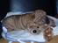 Shar pei Mango - 8 uger og helt ny i sit nye hjem, så er det godt at have en bamse at putte med ...
