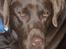 Labrador retriever Bailey - Bailey 1 år gammel