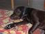 Labrador retriever Bailey - Bailey Bailey 16 måneder gammel