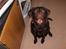 Labrador retriever Bailey - Bailey 7 måneder gammel