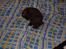 Labrador retriever Bailey - Bailey 9 uger gammel