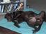 Labrador retriever Bailey - Sådan sover Bailey bedst