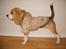 Beagle Balder - nyt tøj total sej jakke far og mor har købt til det kolde blæst og sne og regn.