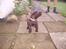 Labrador retriever Bailey - Baileys første tur i snor 7 uger gammel
