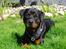 Rottweiler ROFUS