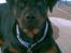 Rottweiler ROFUS