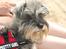 Dvaergschnauzer tulle