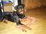 Rottweiler Shanti *R.I.P* - november 2008