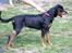 Rottweiler Shanti *R.I.P* - 5/7/2008