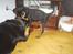Rottweiler Shanti *R.I.P* - aflevere!!!