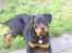 Rottweiler Shanti *R.I.P*