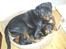 Rottweiler Shanti *R.I.P* - Ligger med Blade