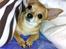 Chihuahua jessica