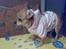 Chihuahua jessica