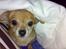Chihuahua jessica