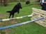 Flat coated retriever Samson