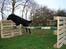 Flat coated retriever Samson