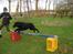Flat coated retriever Samson