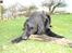 Flat coated retriever Samson